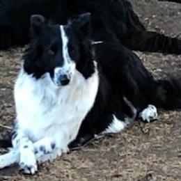 Marcella - Old Time Scotch Collie