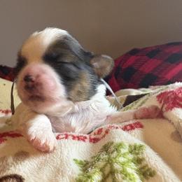 Girl 4 - Tricolor female Shih Tzu puppy in Wooster, Ohio from Mending Hearts Shih Tzu's