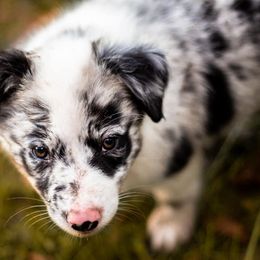 Border Collie Puppies from Zahara Border Collies