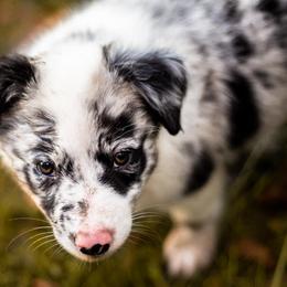 Border Collie Puppies from Zahara Border Collies