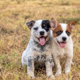Australian Cattle Dogs from Voodoo Heelers