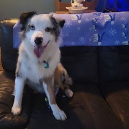 Denny - Blue merle Australian Shepherd puppy in Athol, Idaho from ShorDu