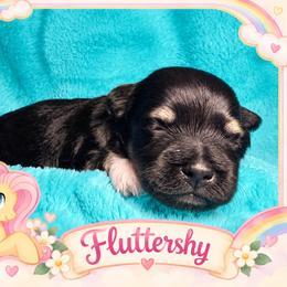 Fluttershy - Black and tan female Havanese puppy in Hendersonville, North Carolina from Kim's Cove
