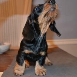 Dachshund Puppies from Anastasiya Skorobogatova