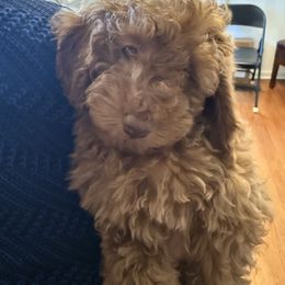 Roger - Red  male Poodle puppy in Bettendorf, Iowa from Red Door Poodles