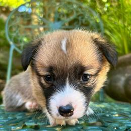 Jade - Red female Pembroke Welsh Corgi puppy in Birmingham, Alabama from Dalton Family Corgis