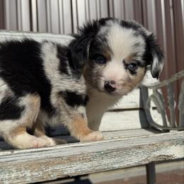 Girl 4 - Blue merle female Miniature Australian Shepherd puppy in Licking, Missouri from Burnett Aussies
