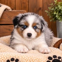 Slate - Blue merle male Australian Shepherd puppy in Placerville, California from BFF Aussies