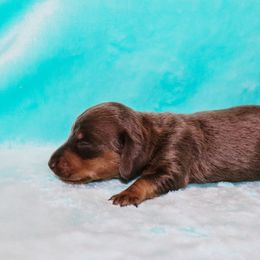 Blue Tan Male 3 - Gray (blue) and tan male Dachshund puppy in Coldwater, Mississippi from Mississippi Shorties Miniature Dachshunds