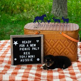 Miniature Australian Shepherd and Toy Australian Shepherd Puppies from Garretts Green Acres