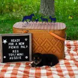 Miniature Australian Shepherd and Toy Australian Shepherd Puppies from Garretts Green Acres