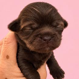 Cedar - Chocolate female Shih Tzu puppy in Tallahassee, Florida from Bows and Bow Ties