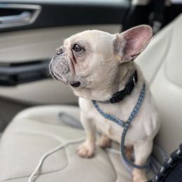 LG - Bulldog