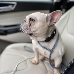 LG - Bulldog