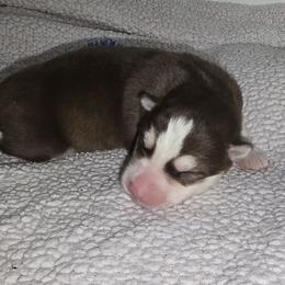 Fire cracker - Red and white male Siberian Husky puppy in Kansas City, Missouri from Anuun's Huskies