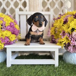 Black and tan - Black and tan female Dachshund puppy in Wills Point, Texas from East Mini Dachshunds Texas