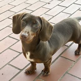 Winnie - Dachshund