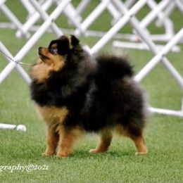 Raya - Pomeranian