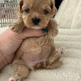 Miss red - Apricot female Maltipoo puppy in Fredericktown, Missouri from Doodle Pups Fur-Ever