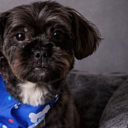 Chewy - Shorkie