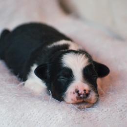 Robin - Black tri male Miniature American Shepherd puppy in Chocowinity, North Carolina from Foxtail Hollow