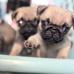 Ruben - Fawn male Pug puppy in Randleman, North Carolina from Peachy Pugs