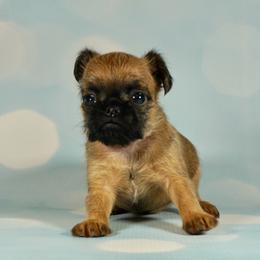 AKC Red Collar - Red female Brussels Griffon puppy in Florida from Robin’s Griffons