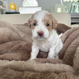 Donatello - Parti male Goldendoodle puppy in Brooksville, Florida from Abby’s Standard Goldendoodles