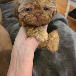 Shih Tzu Puppies from Tammy's Shihtzu Shack