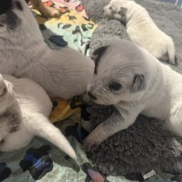 Australian Cattle Dog and French Bulldog Puppies from Sugarloaf French bulldogs and Australian cattle dogs