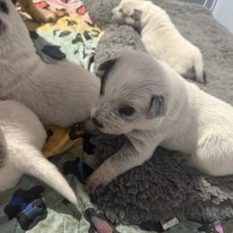 Australian Cattle Dog and French Bulldog Puppies from Sugarloaf French bulldogs and Australian cattle dogs