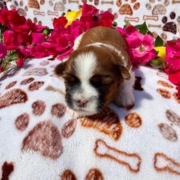 Lady - Brown and white female Shichon puppy in Bushnell, Florida from Diamond Belle Puppies, LLC