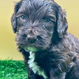 Christopher Robin - Chocolate male Goldendoodle puppy in Hendersonville, North Carolina from Kim's Cove