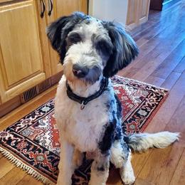 Onyx - Aussiedoodle
