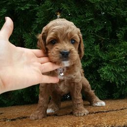 Fiona - Red and white female Cockapoo puppy in Shipshewana, Indiana from Home Raised Cockapoos
