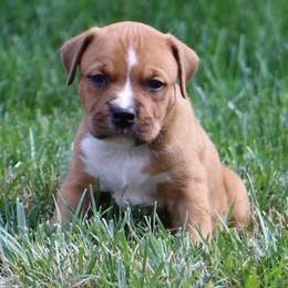 Nico - Red male American Staffordshire Terrier puppy in Guilford County, North Carolina from Explicit Kennel