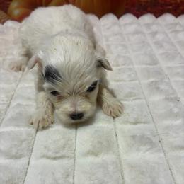 Duncan - White male Havapoo puppy in Brookings, South Dakota from Hofer Pups
