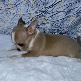 Tinsel - Black sabled silver female Chihuahua puppy in Palmyra, Indiana from Country Star Chihuahuas