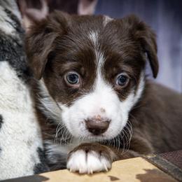 Teal Girl - White and red female Border Collie puppy in Shelbyville, Tennessee from C Horns Ranch Border Collies