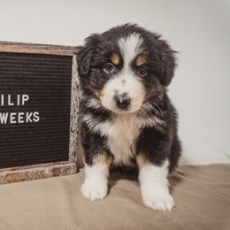 Australian Shepherd Puppies from Kelly Krew Aussies