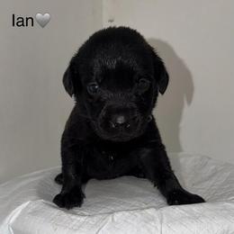 Ian Gray Collar - Black male Labrador Retriever puppy in Elloree, South Carolina from Moonlight Kennels LLC