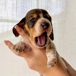 MELVIN - Piebald male Dachshund puppy in Paso Robles, California from Drift & Dash Dachshunds