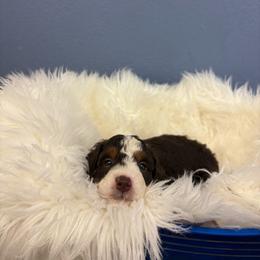 Pudding - Tri-color male Bernedoodle puppy in Waco, Texas from Doodles of Your Dreams (formerly Texana Doodles)