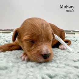 Midway - Red  female Goldendoodle puppy in Sunman, Indiana from Brunsman Country Doodles LLC