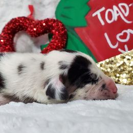 Great Dane Puppies from Dynamic Danes