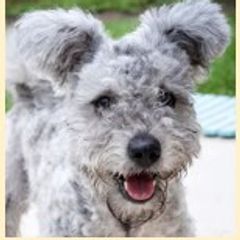 Echo - Pumi