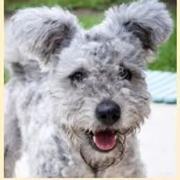 Echo - Pumi