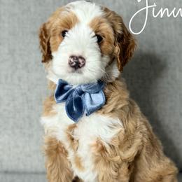 Australian Labradoodle Puppies from Miami Australian Labradoodles