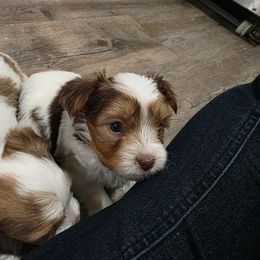 Kitkat - Chocolate, tan and white female Yorkshire Terrier puppy in Lakeland, Florida from You Me & The Yorkies