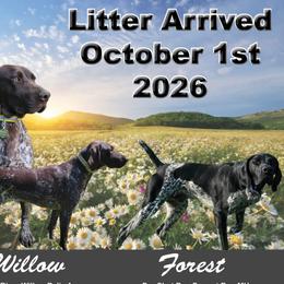 Girl 4 - Black female German Shorthaired Pointer puppy in Chetek, Wisconsin from Susan's German Shorthaired Pointers